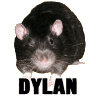 Dylan